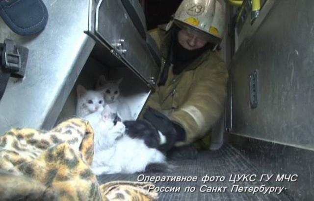 Одиннадцать кошек спасли из пожара в квартире