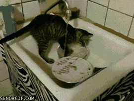 Приучил кота мыть посуду
