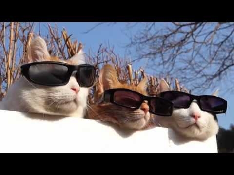 Кошки и солнцезащитные очки 