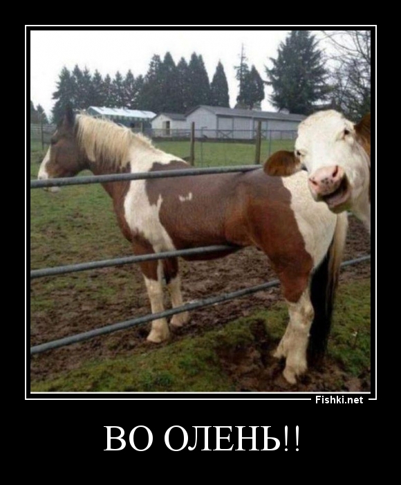 ВО ОЛЕНЬ!!