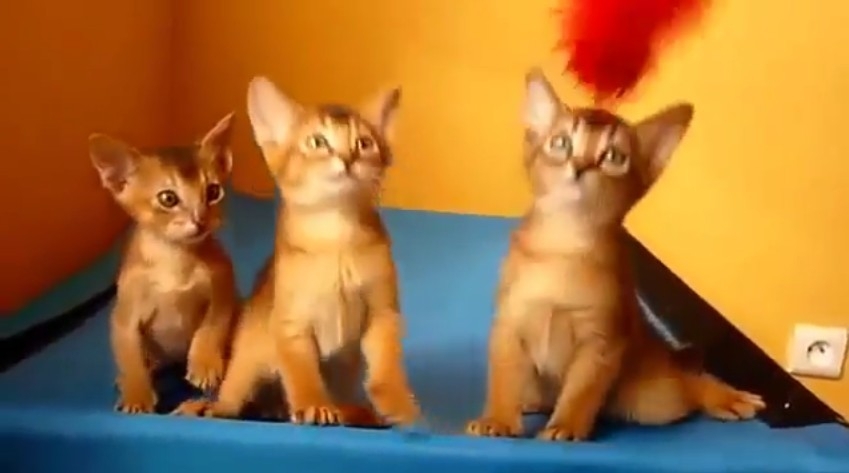 Обалденные абисинские котята