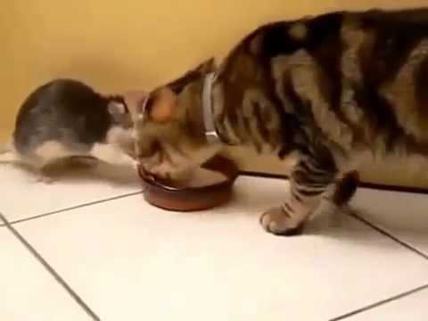 Кот и жадная крыса