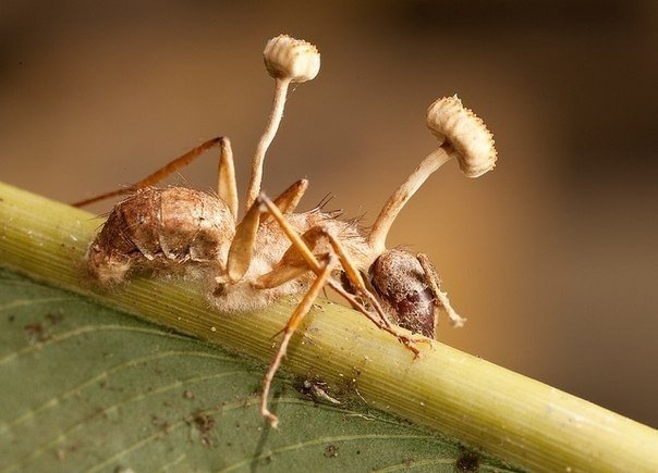 Аскомикотовый гриб превращает муравьев-древоточцев в зомби
