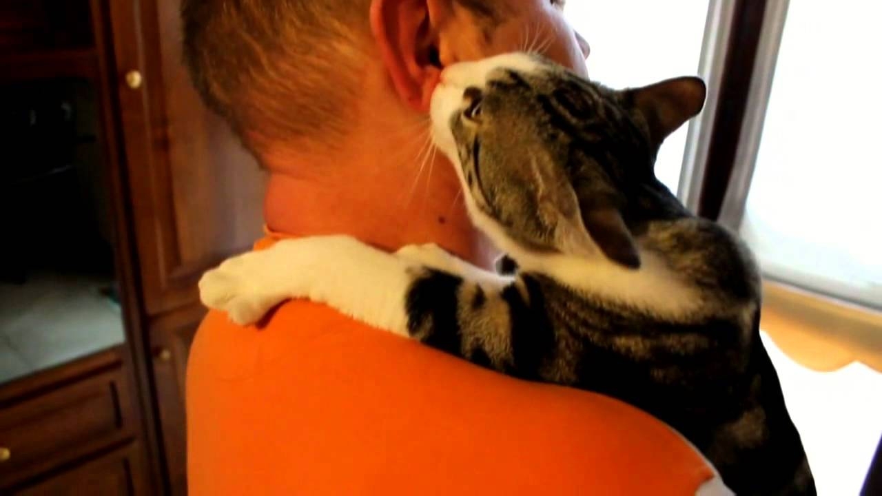 Кот Тайсон обожает ухо своего хозяина