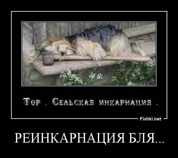 Реинкарнация бля...