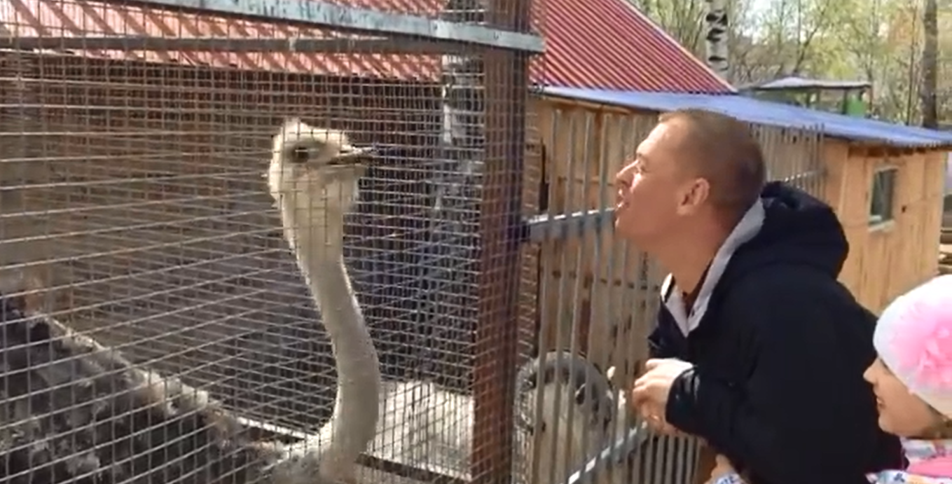 Общение со страусом