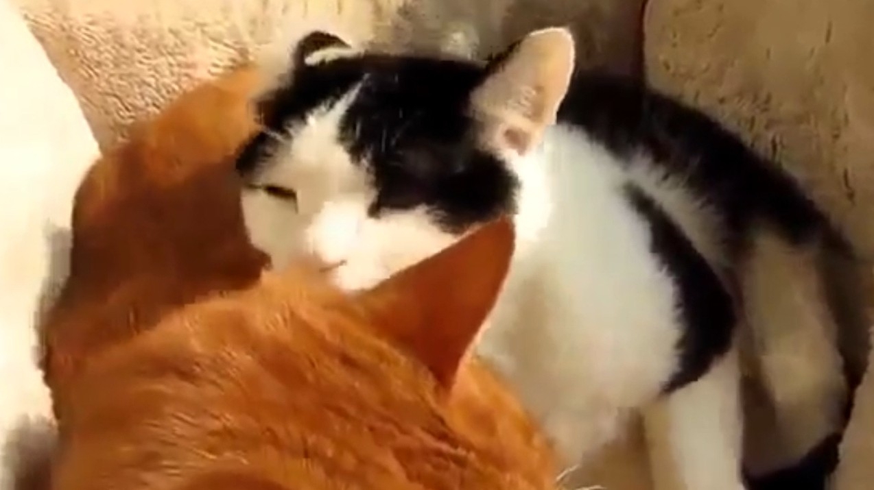 Вылизывающий сонный кот