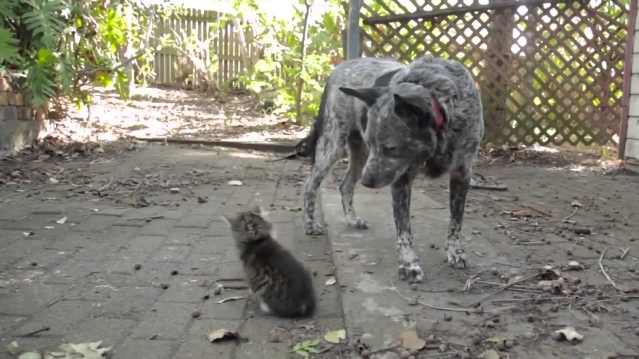 Собака дружит с котёнком-инвалидом 