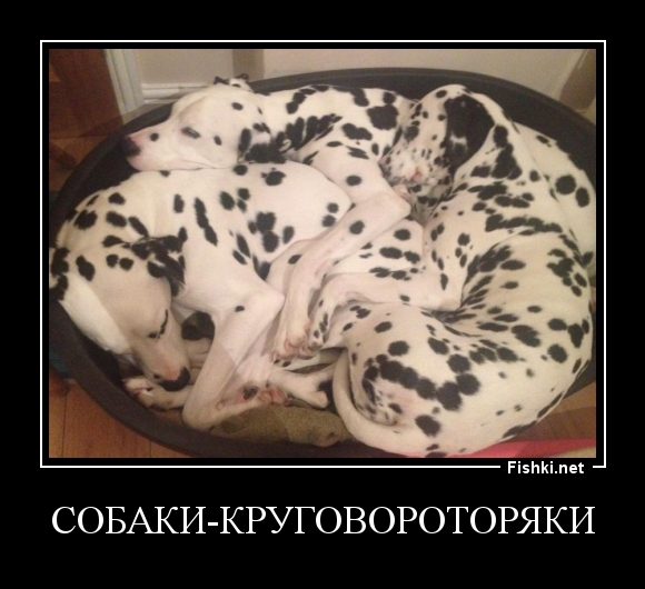 собаки-круговороторяки