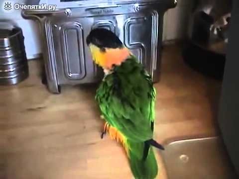 Новый вид танца от попугая