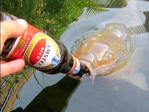 Что будет если напоить рыбу пивом?