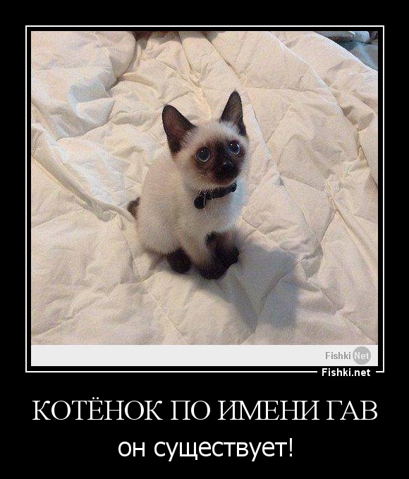 Котёнок по имени Гав