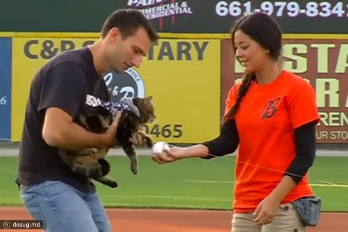 Спасшая ребенка от нападения пса кошка стала почетным гостем на бейсбо