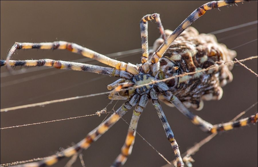 Аргиопа дольчатая - один из самых красивых видов пауков Крыма