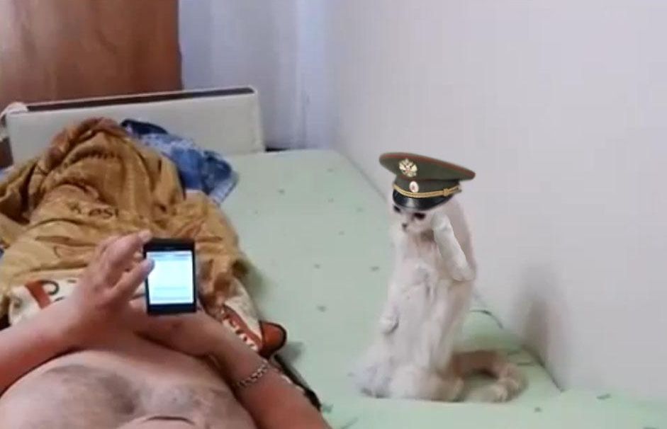 Кот-патриот