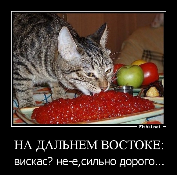 НА ДАЛЬНЕМ ВОСТОКЕ:
