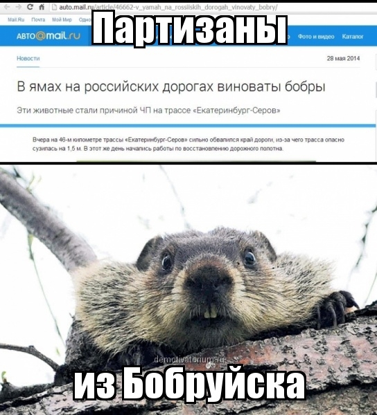 Во всем виноваты бобры!