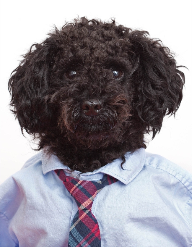 Фрэн Вил (Fran Veale): Собаки в рубашках и галстуках