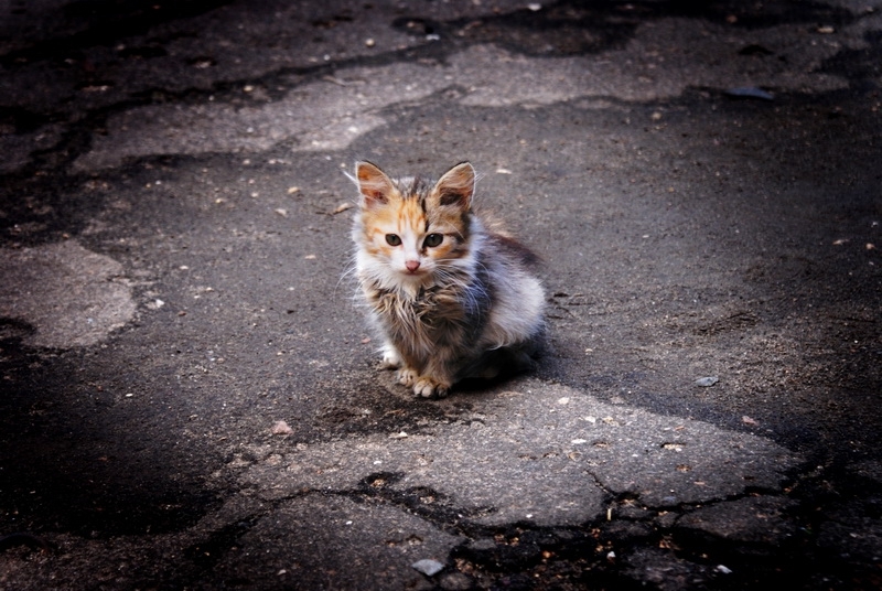 Всего лишь один пакетик.