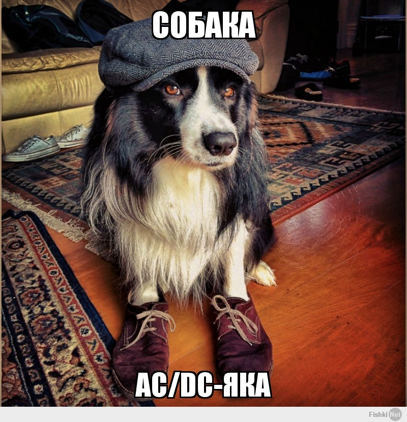 собака