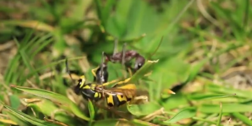 Эпический бой муравья и осы