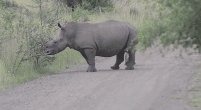 Носорожек на прогулке