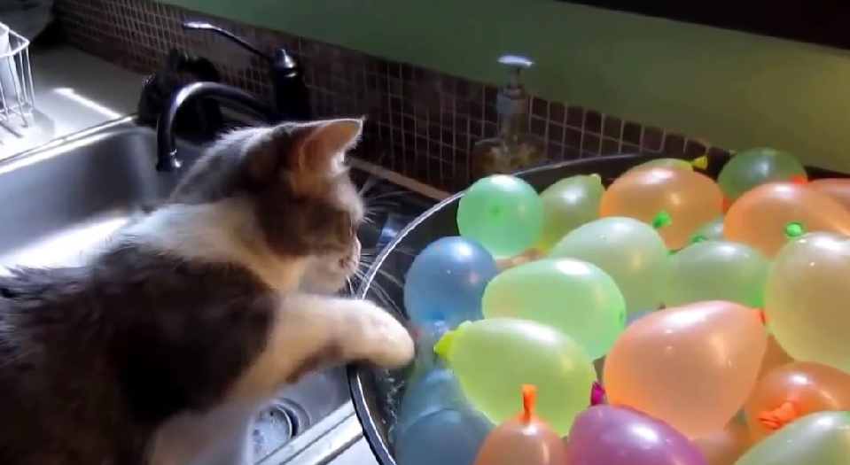 Коты с шариками