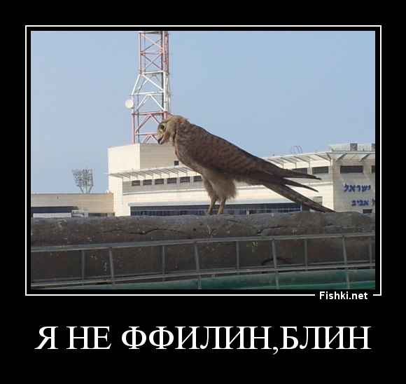 Я НЕ ФФИЛИН,БЛИН
