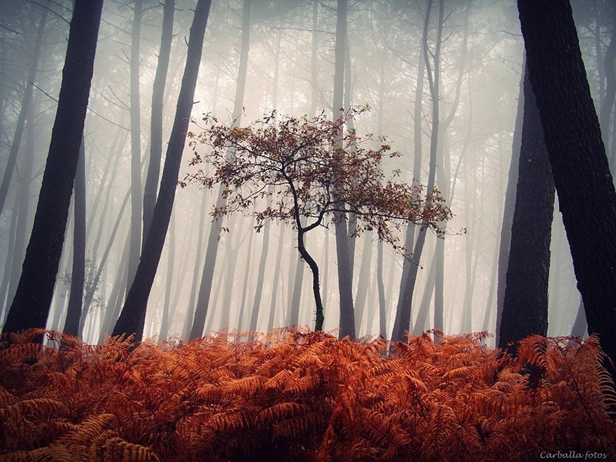 Мистический испанский лес запечатлённый фотографом Guillermo Carballa.