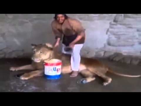 Араб ухаживает за львом в частном зоопарке