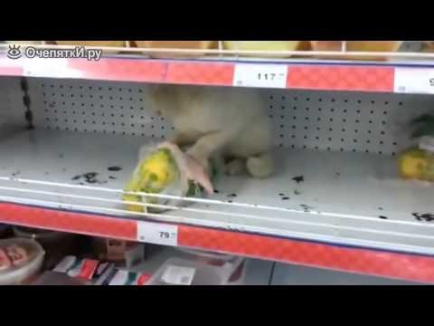 Кошка в супермаркете