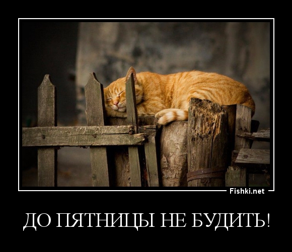 До пятницы не будить!