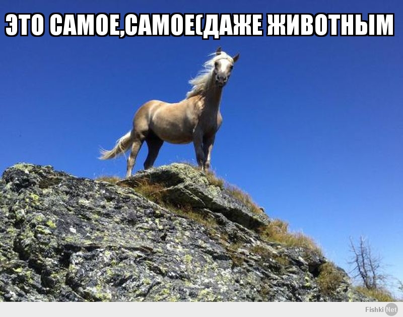 это самое,самое(даже животным назвать трудно,кони само совершенств