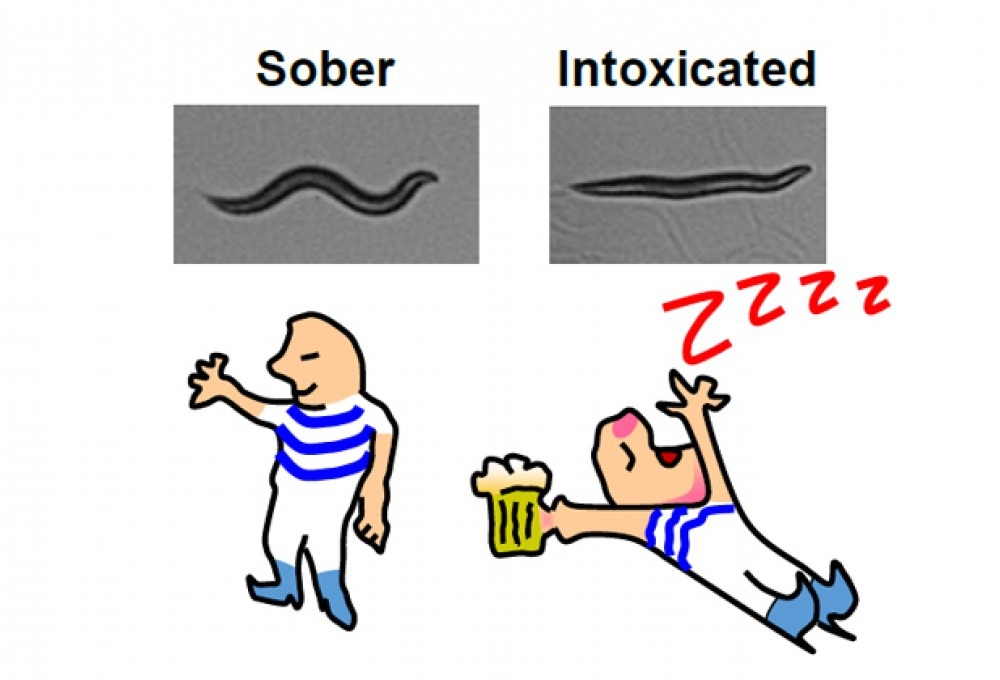 Ученые создали ГМО-червя, на которого не действует алкоголь