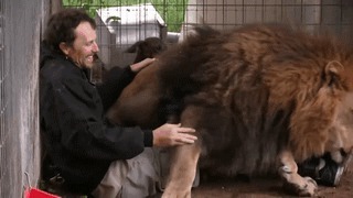 Большие кошки тоже любят обниматься