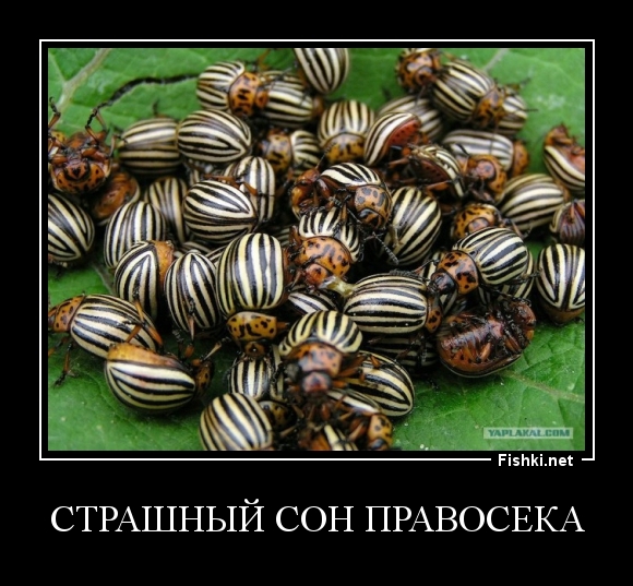 Страшный сон правосека