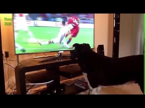Кошки и собаки смотрят Чемпионат Мира по футболу 2014 