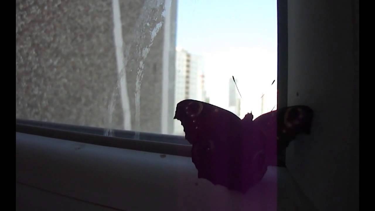 Бабочка за стеклом