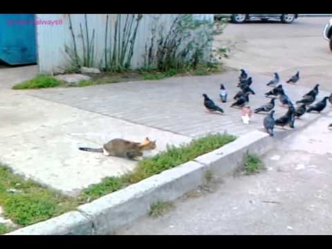 Кошка охотится на голубей 