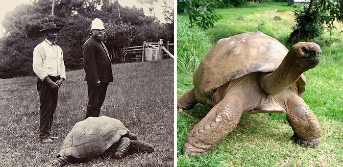 Черепаха Джонатан в 1902 и сейчас