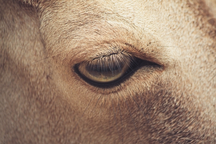 Глаза животных 