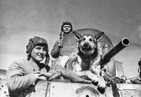 Советские противотанковые собаки