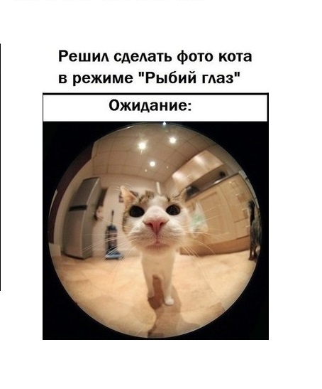 Фото кота в режиме "рыбий глаз" )))