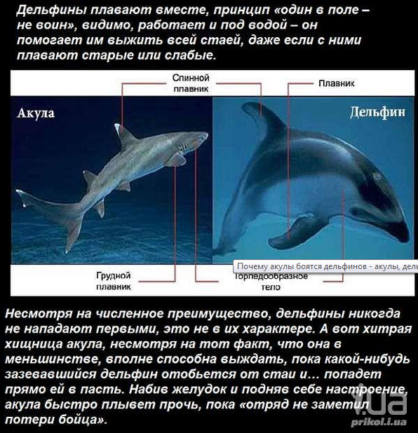 Почему акулы боятся дельфинов