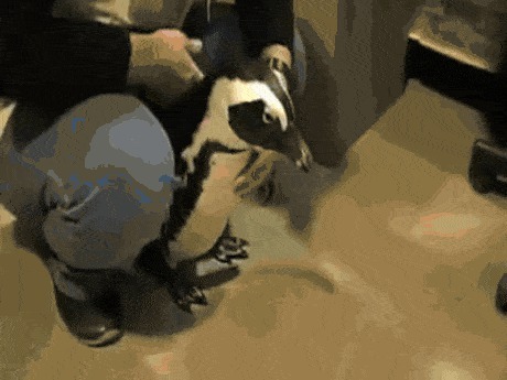 Пингвин приносит газету