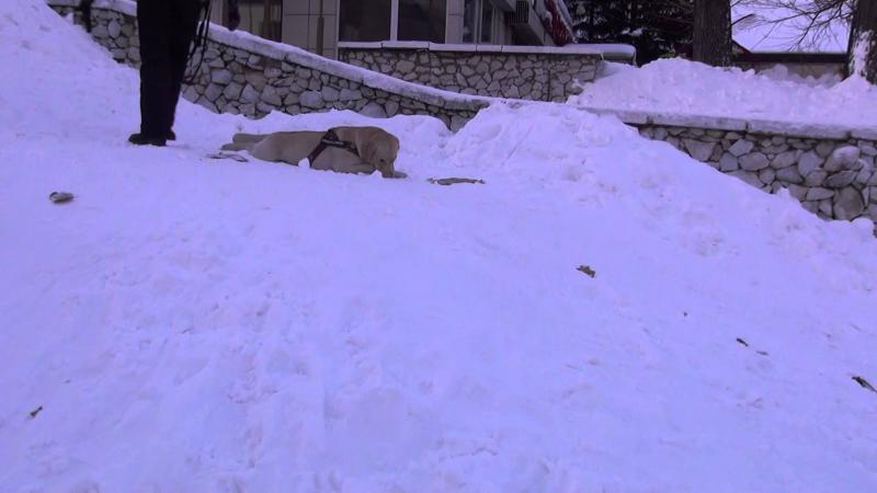 Собака, которая обожает снег