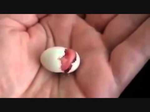 Рождение попугая 