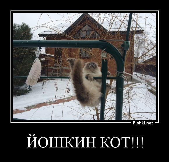 Йошкин кот!!!