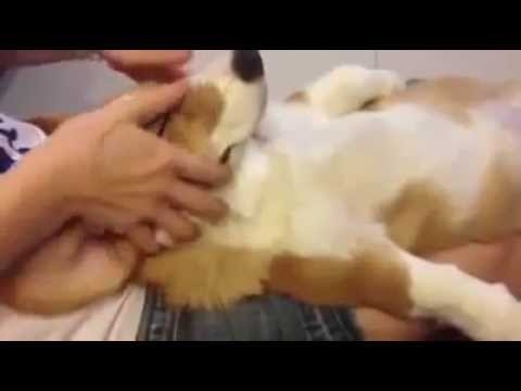 Собака кайфует на массаже )) LOL 