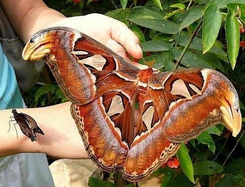 Самая большая бабочка 